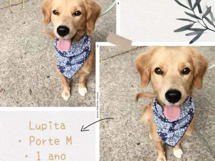 Cachorro ra a SRD idade 1 ano nome Lupita