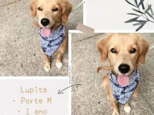 Cachorro raça SRD idade 1 ano nome Lupita