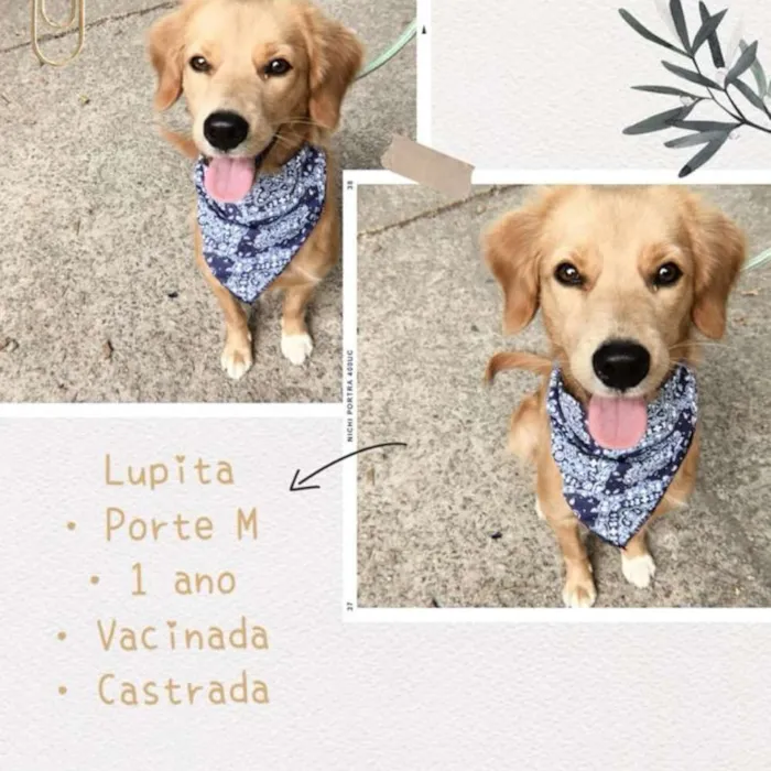 Cachorro ra a SRD idade 1 ano nome Lupita