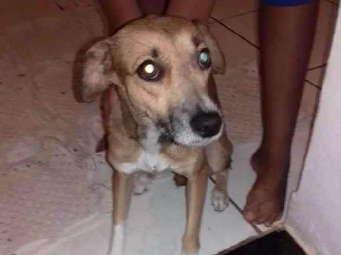 Cachorro ra a Desconhecido  idade 7 a 11 meses nome Kiko e cristal 