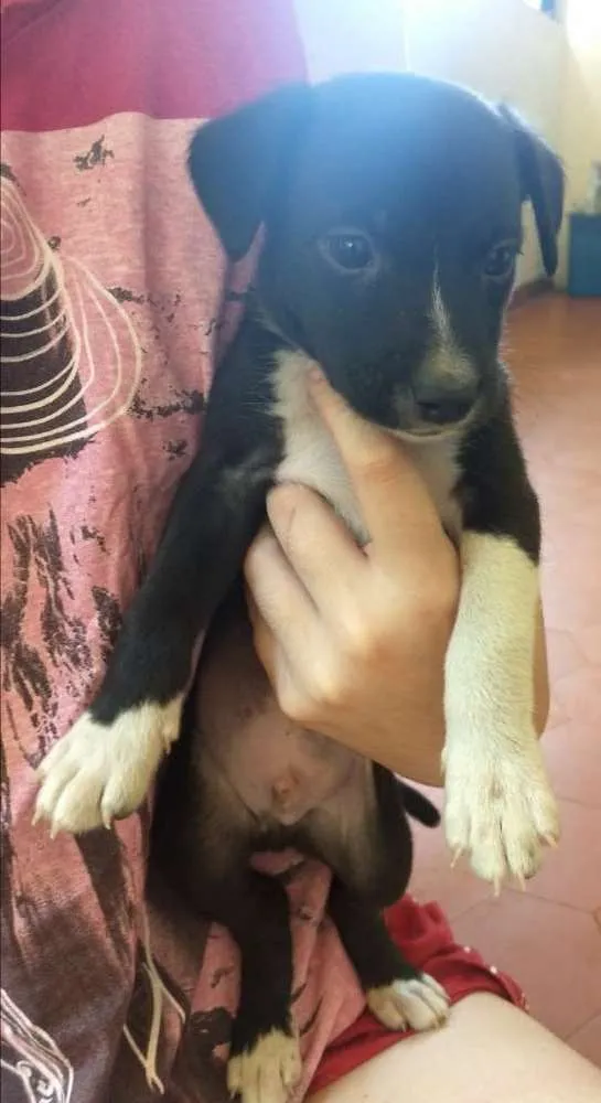 Cachorro ra a Vira lata idade Abaixo de 2 meses nome Sem nome