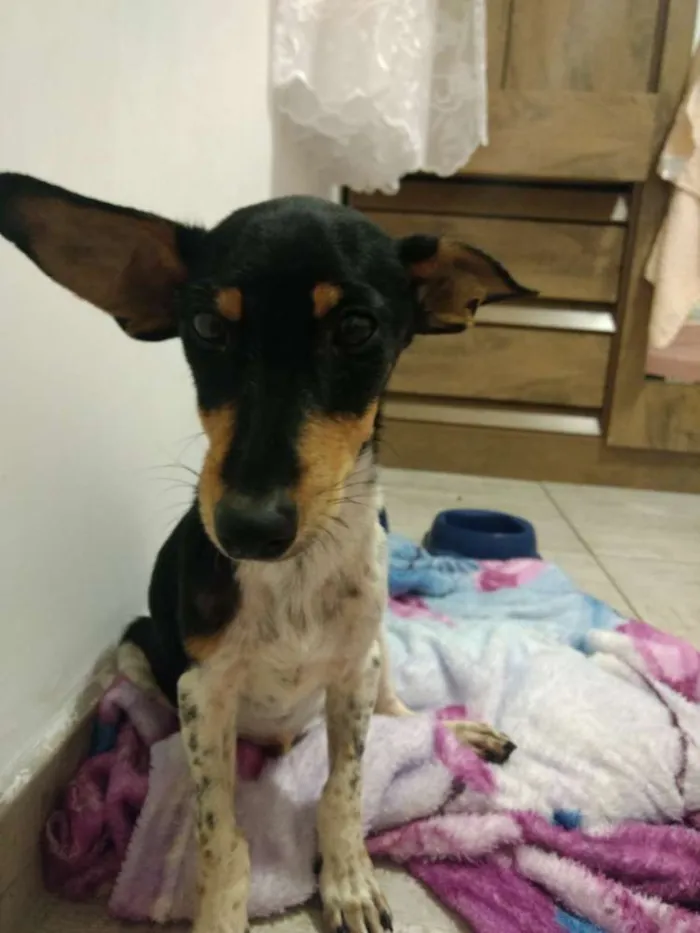 Cachorro ra a Vira lata  idade  nome Não sei 