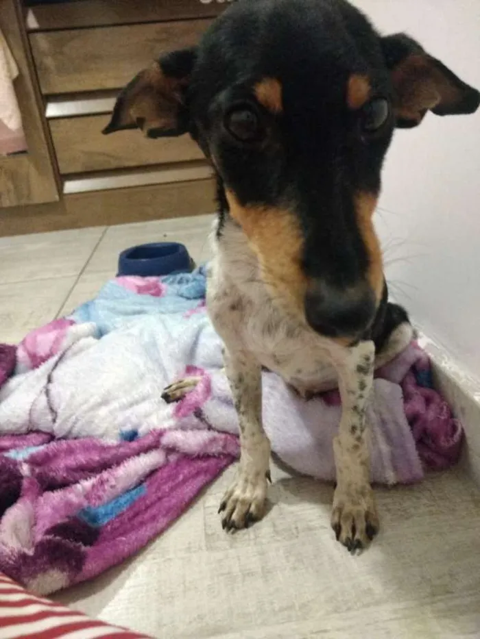 Cachorro ra a Vira lata  idade  nome Não sei 