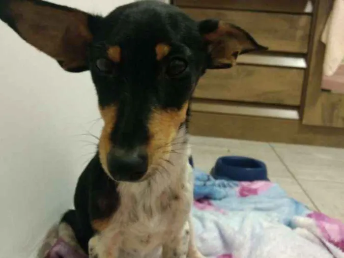 Cachorro ra a Vira lata  idade  nome Não sei 