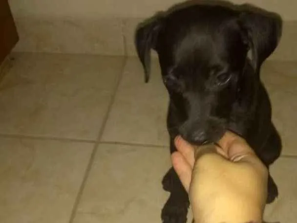 Cachorro ra a Viralata idade 2 a 6 meses nome Stela
