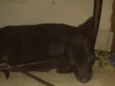 Stela