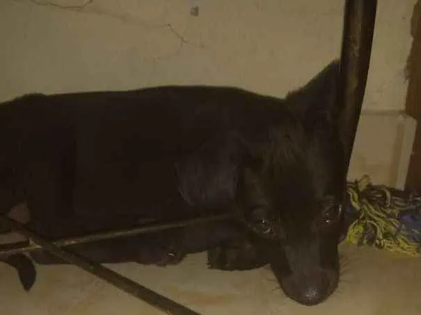 Cachorro ra a Viralata idade 2 a 6 meses nome Stela