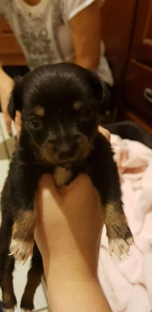 Cachorro ra a SRD idade Abaixo de 2 meses nome Sem nome ainda