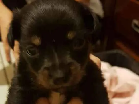 Cachorro ra a SRD idade Abaixo de 2 meses nome Sem nome ainda