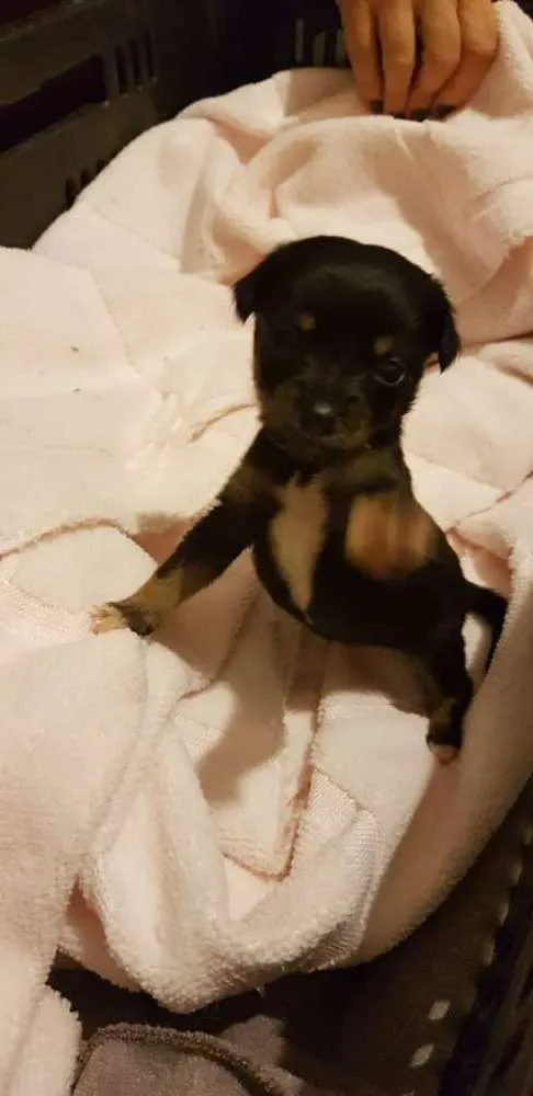 Cachorro ra a SRD idade Abaixo de 2 meses nome Sem nome ainda