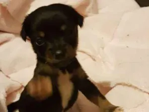 Cachorro raça SRD idade Abaixo de 2 meses nome Sem nome ainda