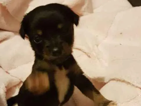 Cachorro ra a SRD idade Abaixo de 2 meses nome Sem nome ainda