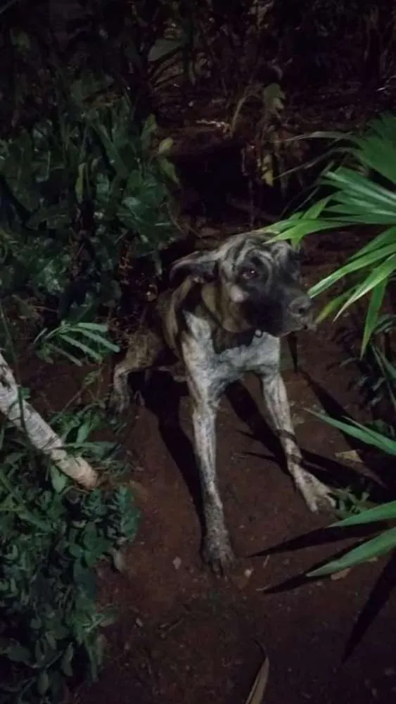 Cachorro raça Sem raça definida  idade Abaixo de 2 meses nome Filhotes