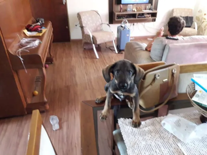 Cachorro ra a SRD idade 2 a 6 meses nome Rex