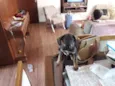 Rex