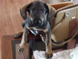 Cachorro raça SRD idade 2 a 6 meses nome Rex
