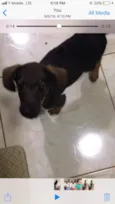 Rex