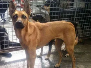 Cachorro raça SRD idade 2 anos nome Kate