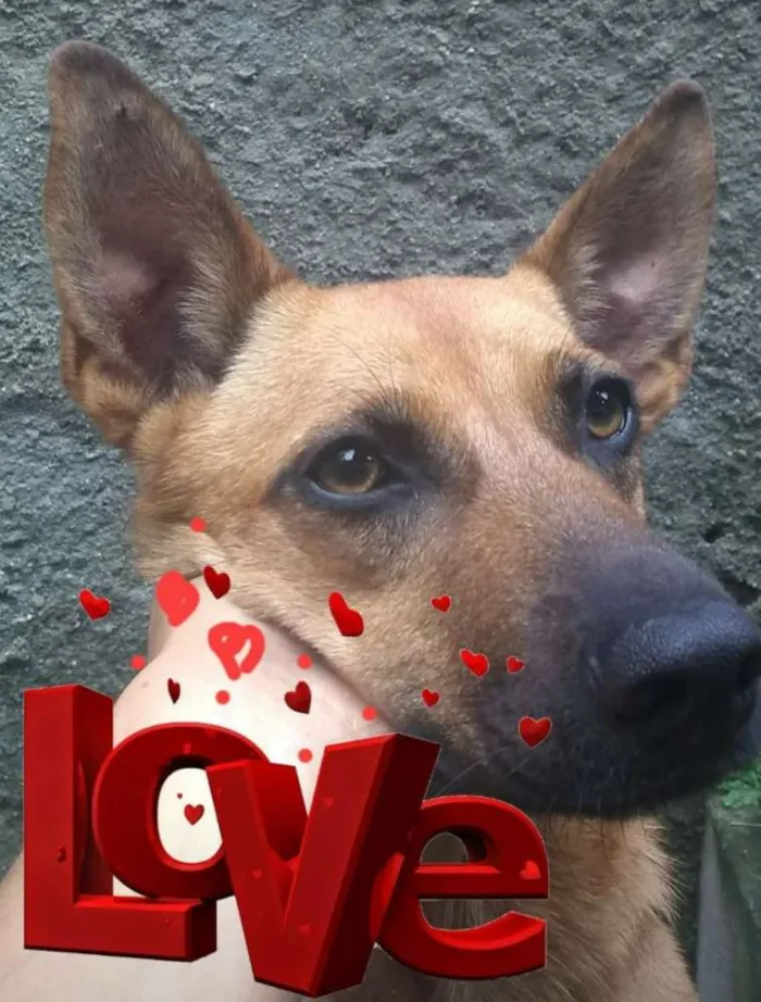 Cachorro raça SRD idade 2 anos nome Kate