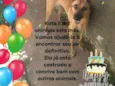 Cachorro raça SRD idade 2 anos nome Kate