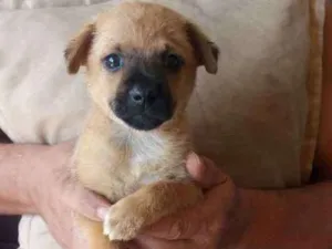 Cachorro raça Indefinida  idade Abaixo de 2 meses nome Mel