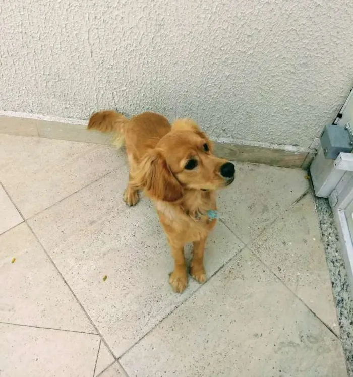 Cachorro ra a SRD idade 7 a 11 meses nome Cockie