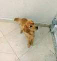 Cockie