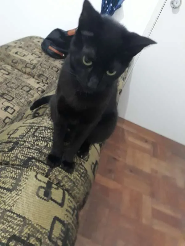 Gato ra a  idade 1 ano nome Leona