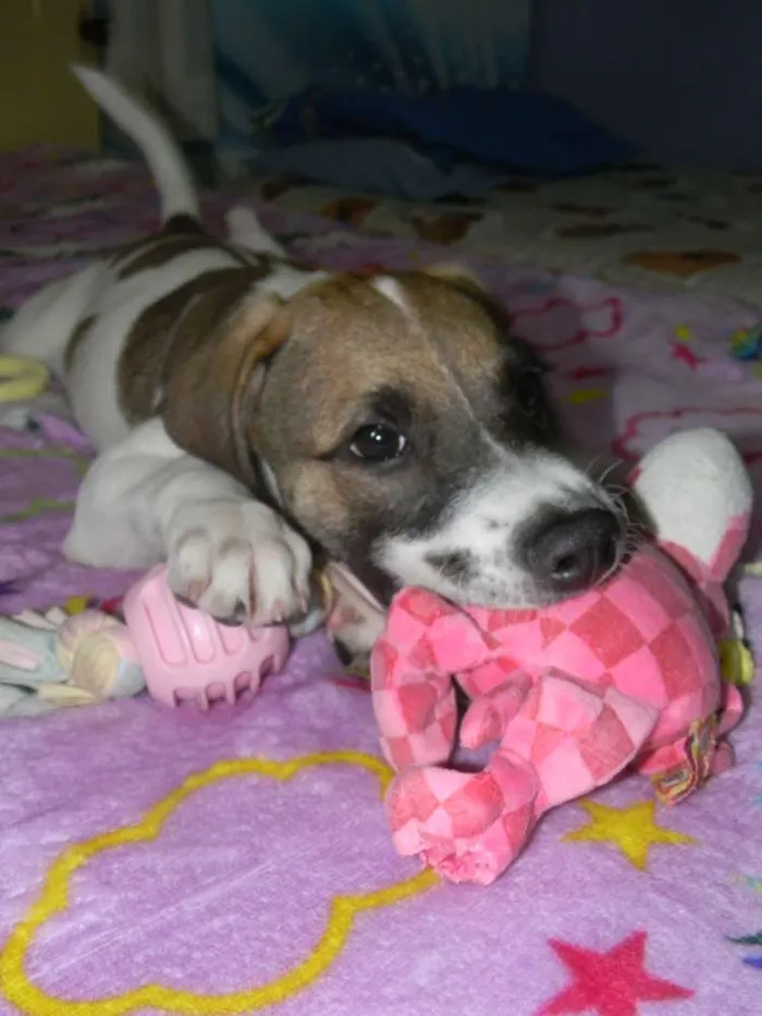 Cachorro ra a Srd idade 2 a 6 meses nome Derek