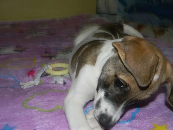Cachorro ra a Srd idade 2 a 6 meses nome Derek