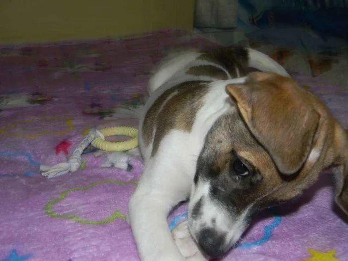 Cachorro ra a Srd idade 2 a 6 meses nome Derek