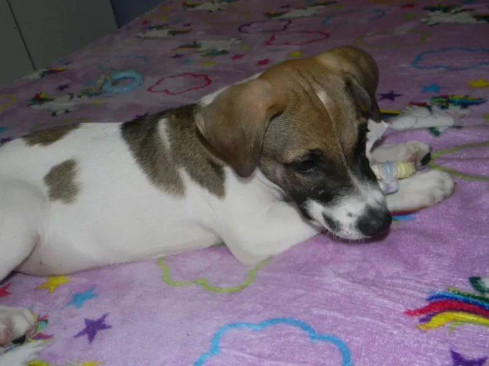 Cachorro ra a Srd idade 2 a 6 meses nome Derek