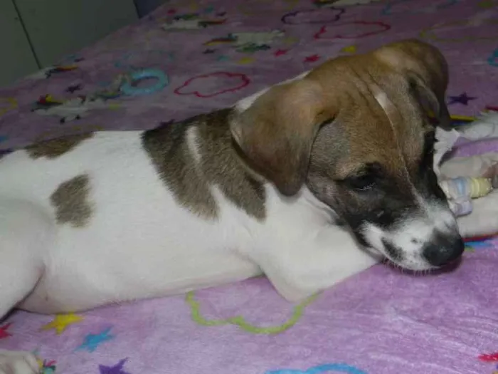 Cachorro ra a Srd idade 2 a 6 meses nome Derek