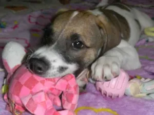 Cachorro raça Srd idade 2 a 6 meses nome Derek
