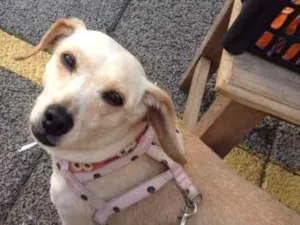 Cachorro raça SRD idade 3 anos nome Vitória