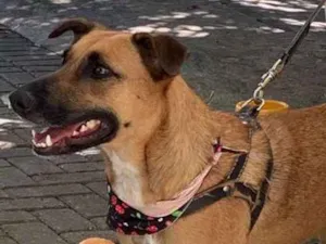 Cachorro raça SRD idade 2 anos nome Laila