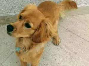 Cachorro raça SRD idade 7 a 11 meses nome Cockie