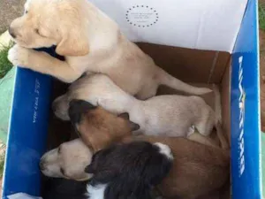 Cachorro raça Sem raça definida  idade Abaixo de 2 meses nome Filhotes
