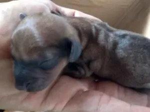 Cachorro raça Salchisa idade Abaixo de 2 meses nome Não tenho nome p ele