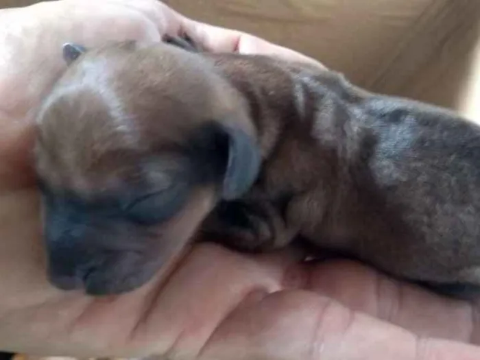 Cachorro ra a Salchisa idade Abaixo de 2 meses nome Não tenho nome p ele