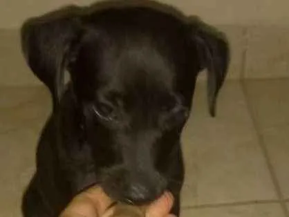 Cachorro ra a Viralata idade 2 a 6 meses nome Stela