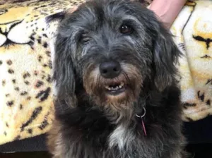 Cachorro raça SRD idade  nome Hanny