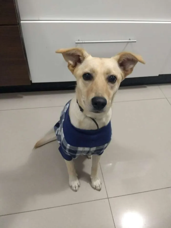 Cachorro ra a Indefinido idade 2 a 6 meses nome Paola