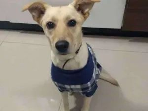 Cachorro raça Indefinido idade 2 a 6 meses nome Paola