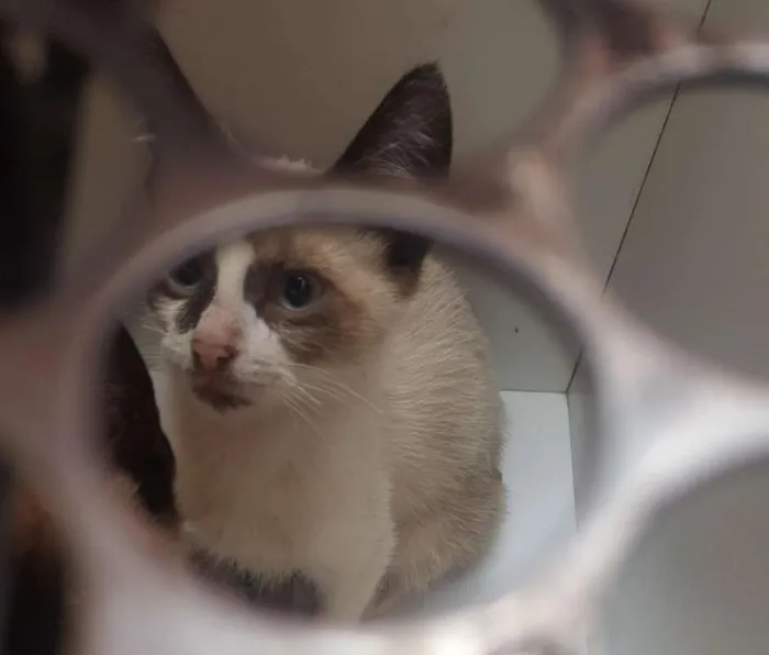 Gato raça SRD idade Abaixo de 2 meses nome Sem Nome