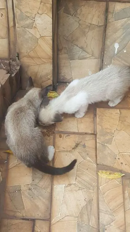 Gato raça SRD idade Abaixo de 2 meses nome Sem Nome