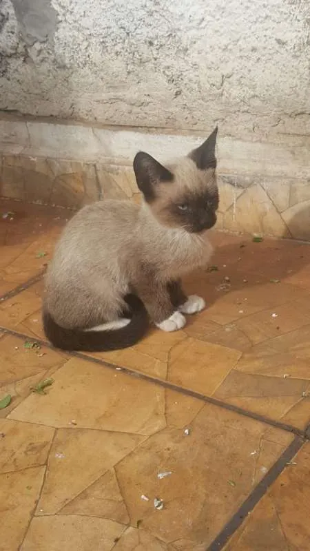 Gato raça SRD idade Abaixo de 2 meses nome Sem Nome
