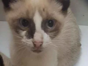 Gato raça SRD idade Abaixo de 2 meses nome Sem Nome
