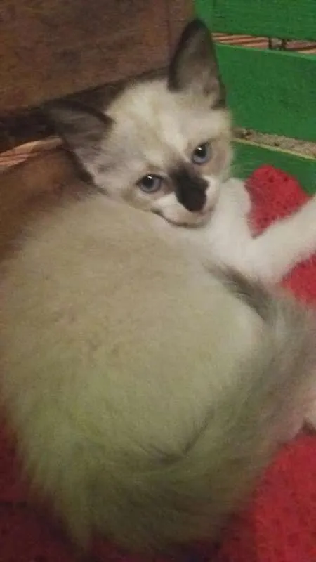 Gato ra a SRD idade 2 a 6 meses nome Filhotes