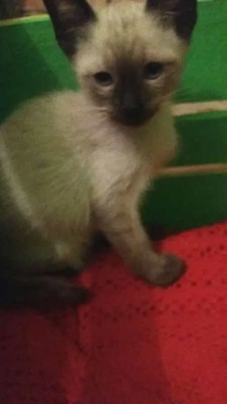Gato ra a SRD idade 2 a 6 meses nome Filhotes